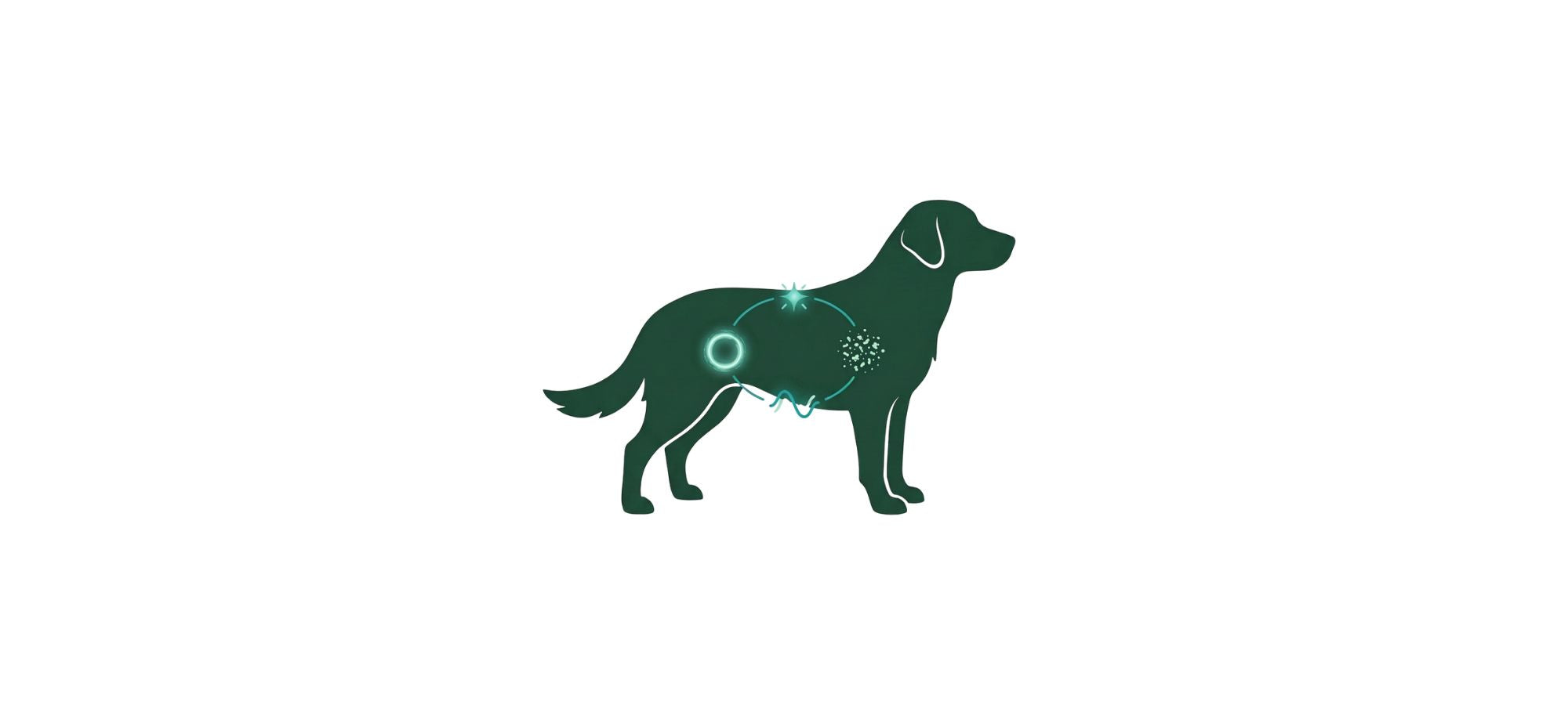 How Your Dog's Body Works in Loops