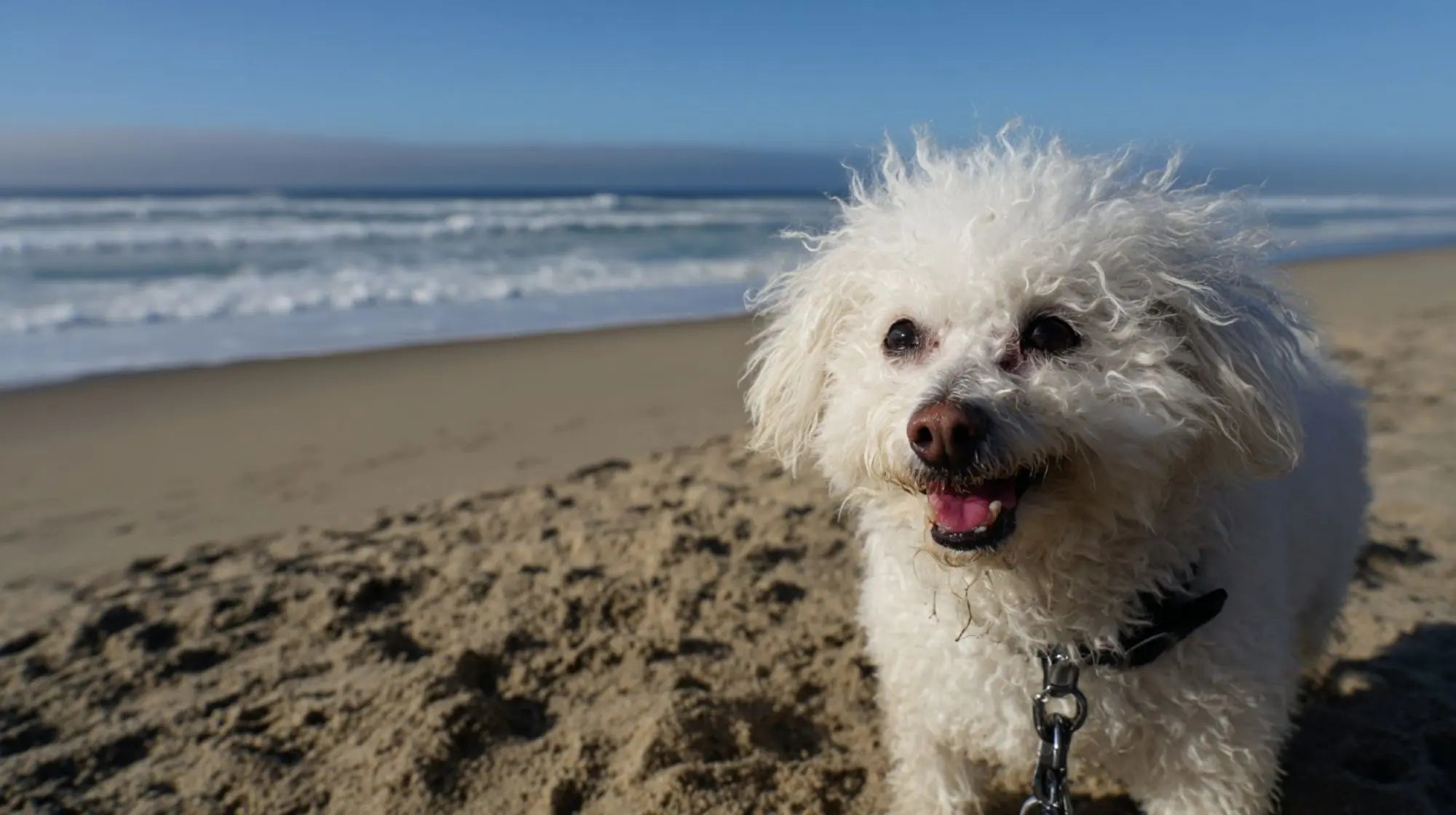 Why Probiotics, Prebiotics & Postbiotics Matter for Your Dog’s Health