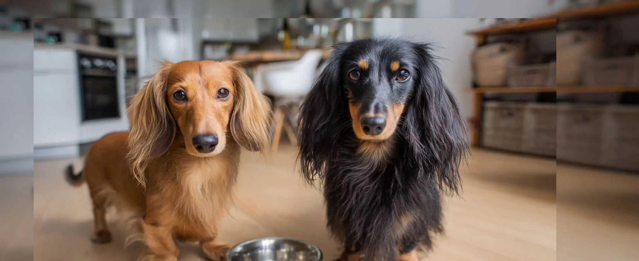 Natural GLP-1 Support for Dogs: Is It Better Than Pharma?