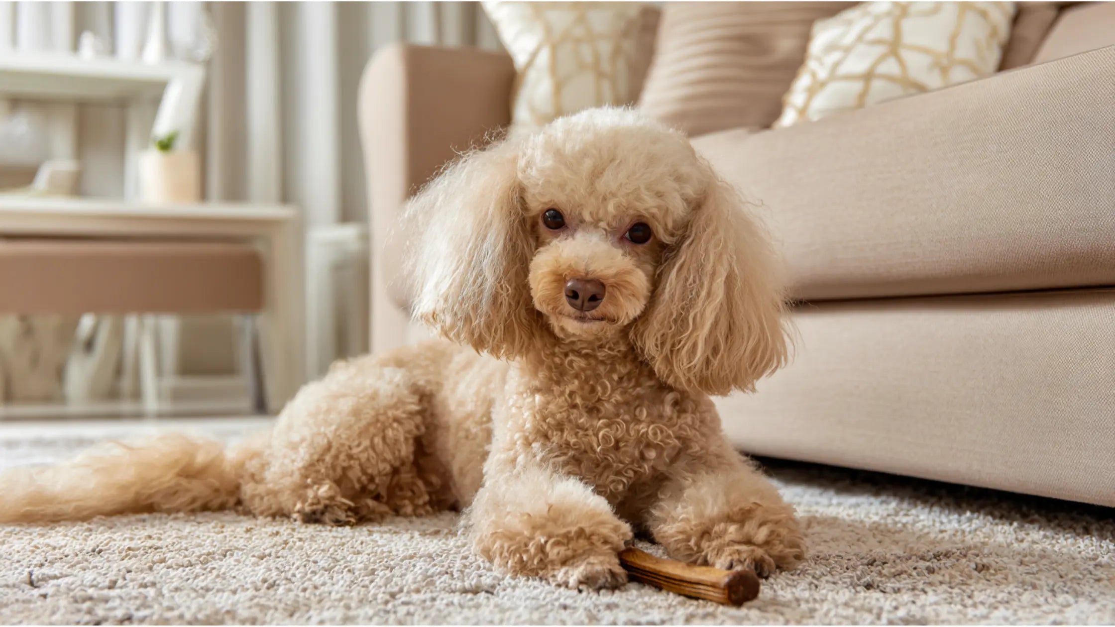 Poodle-with-healthy-coat-and-bright-eyes